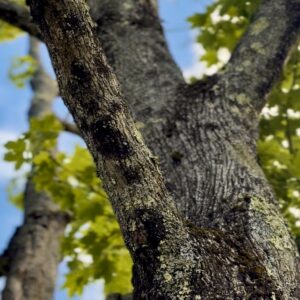 Balance in Nature: Restorative Meditation with Lisa Chin